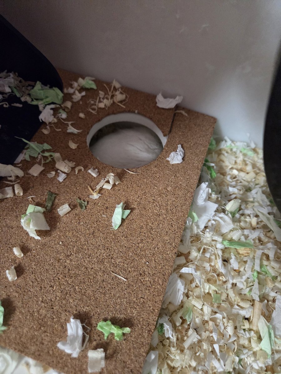 햄슷따리햄슷따 tweet media