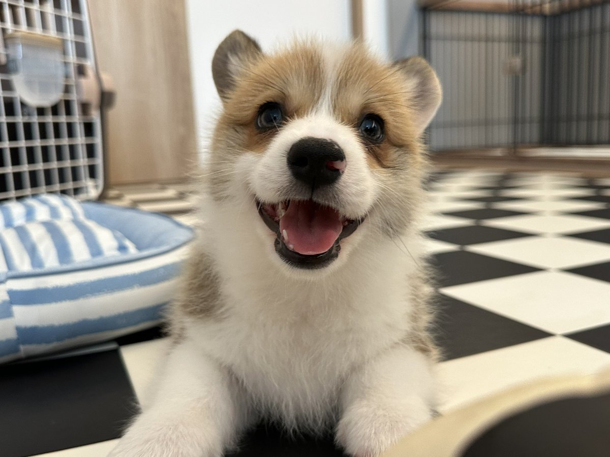 一番星ぶん太★B.B.B Corgis tweet media