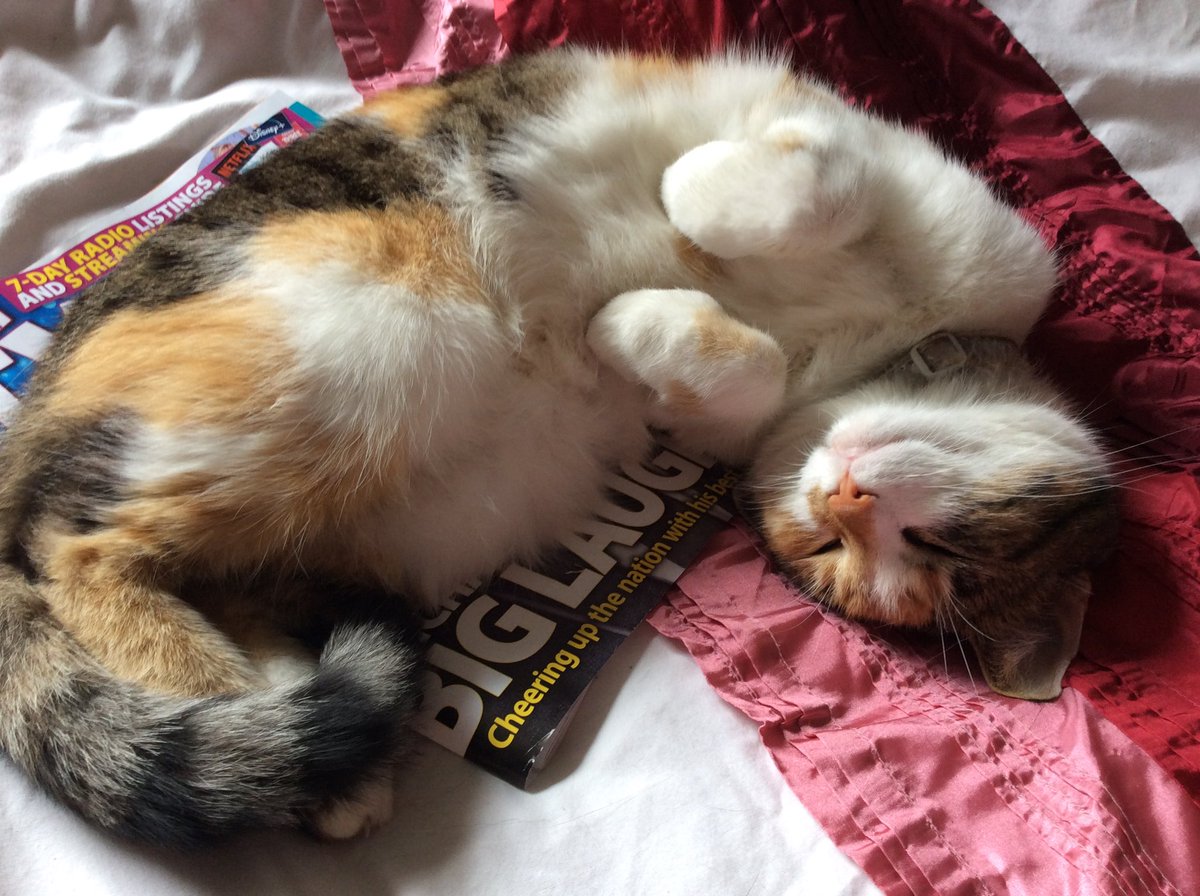 LittleTess3's tweet photo. Happy #Caturday pals! Enjoy your weekend!😸♥️ Hugs for 😇 Olly & Al @AlanSla90124663 & my fureffer ♥️ for my Tigger🌈 @Charcoalgm13924 #CatsOfTwitter #CatsOfC #CalicoCrew https://t.co/0lW3jeLyA6