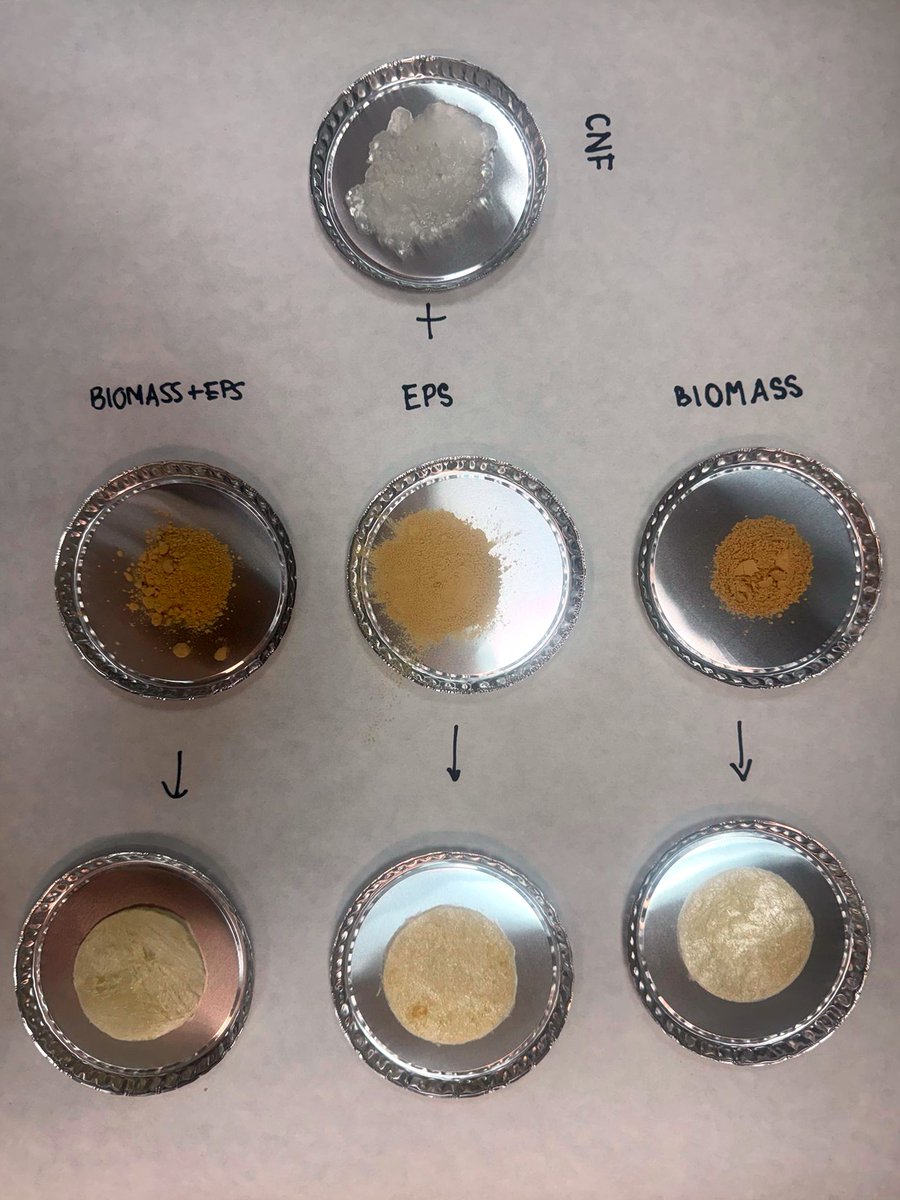 UniversidadAnd's tweet photo. 🩹 Un vendaje creado en Andalucía con paja y un hongo asiático acelera la cicatrización y combate infecciones.

🧫 El proyecto, liderado por la UCO, desarrolla un apósito antibacteriano que mejora la curación de heridas.

🔗 https://t.co/hQGv5TppBb https://t.co/xk2KVdHsty
