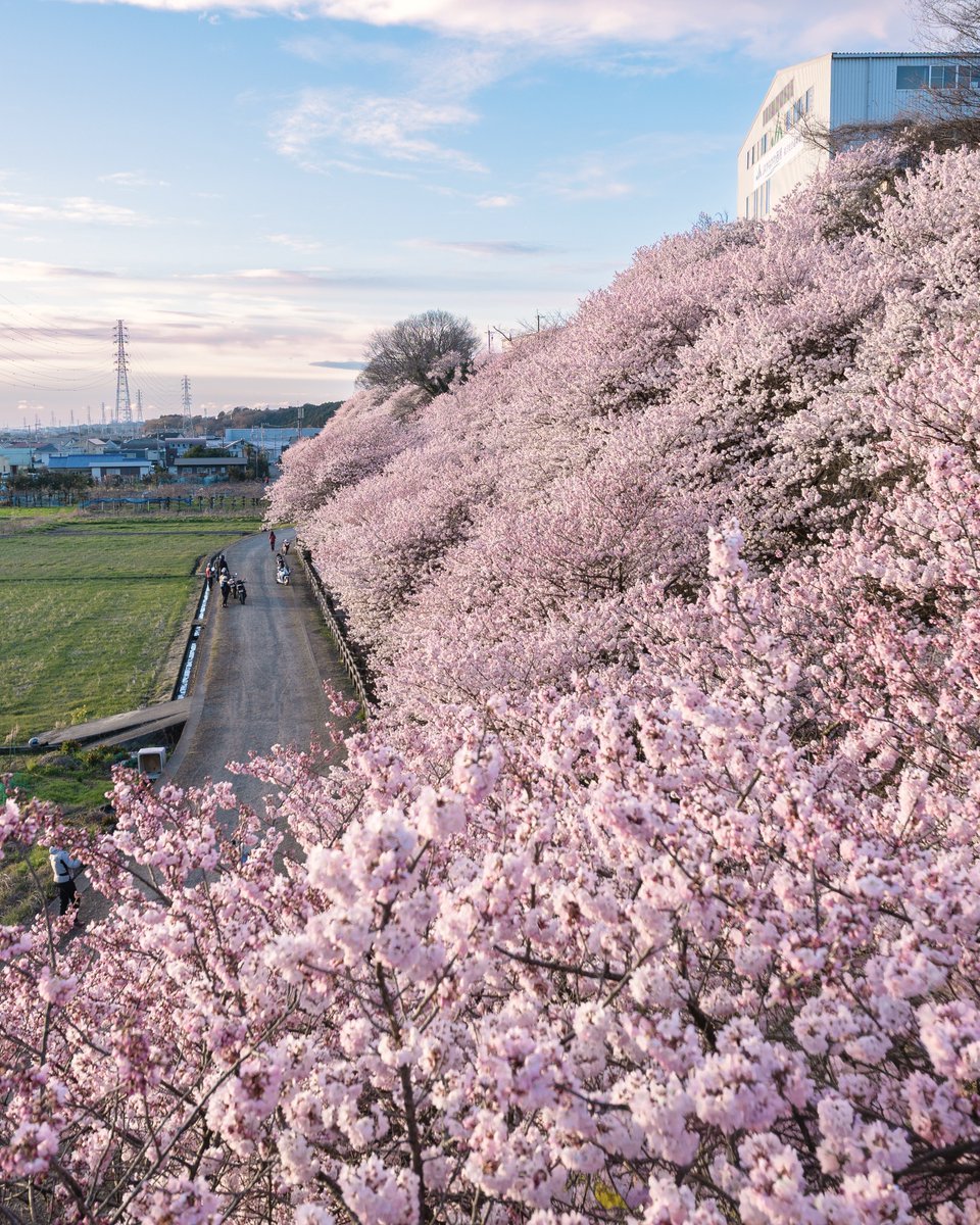 3m1ek's tweet photo. 神奈川の春めき桜が満開になりました https://t.co/7tM31LufBo