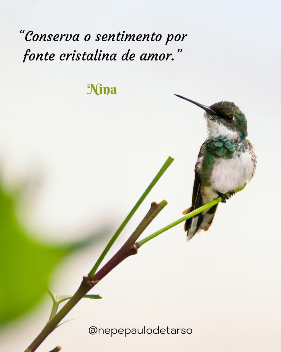 nepepaulo_tarso's tweet photo. (Nina/Chico Xavier – Escultores de Alma, cap. 6)
“Conserva o sentimento por fonte cristalina de amor.” https://t.co/17EU1R84QN