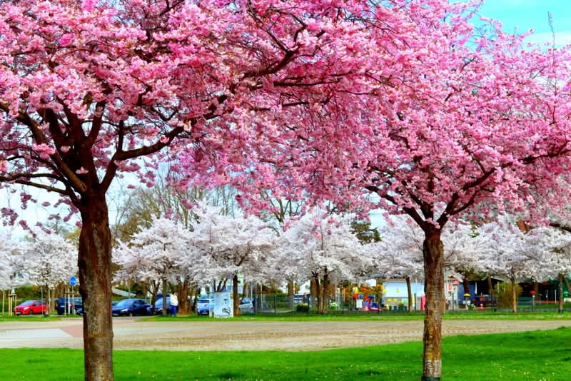 Rogelio Galván ll 🇩🇪🇲🇽 tweet media