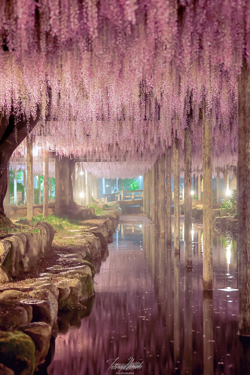 r_photolog's tweet photo. 桜が終わる頃、愛知県は妖精の国のようになる季節がやってくる https://t.co/qOvjkFz0tk