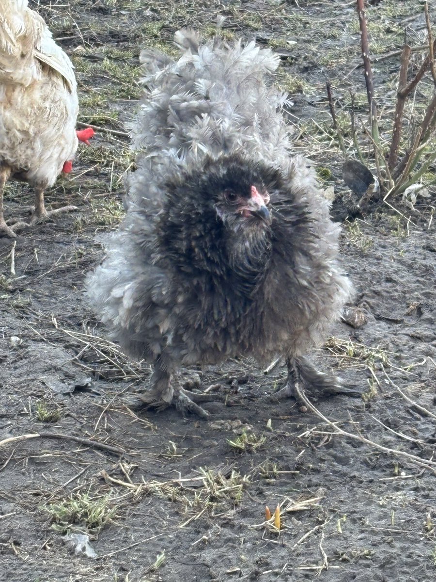 Історична розхлябаність🫠 tweet media