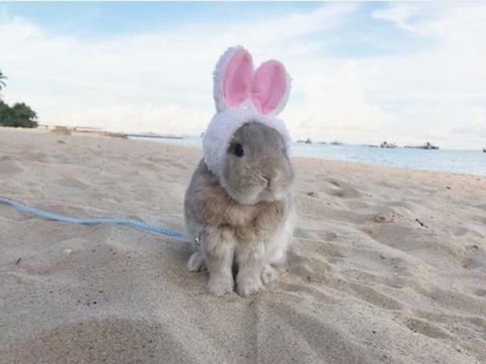 cosmicbunny tweet media