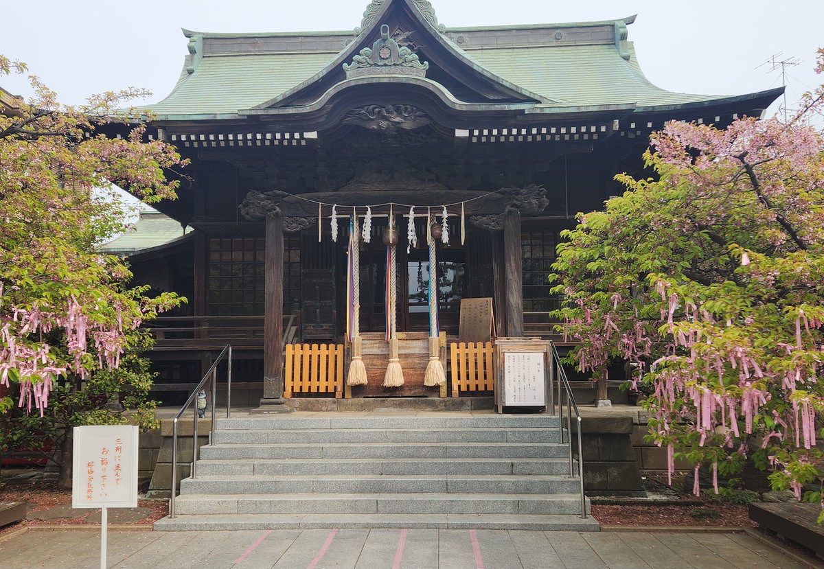 catikao's tweet photo. 桜新町の桜神宮へ行ってきました。桜はまだだったからか満開時期には2時間は待つ御朱印やレースのお守りも30分待たずに手にはいりました。桜🌸咲いてるときにまた来たいな
#桜神宮 https://t.co/k6JCW1jFyc