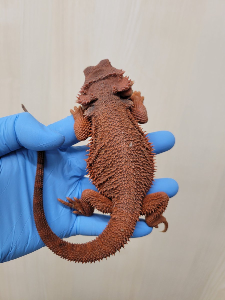 ゼロ🦎 tweet media