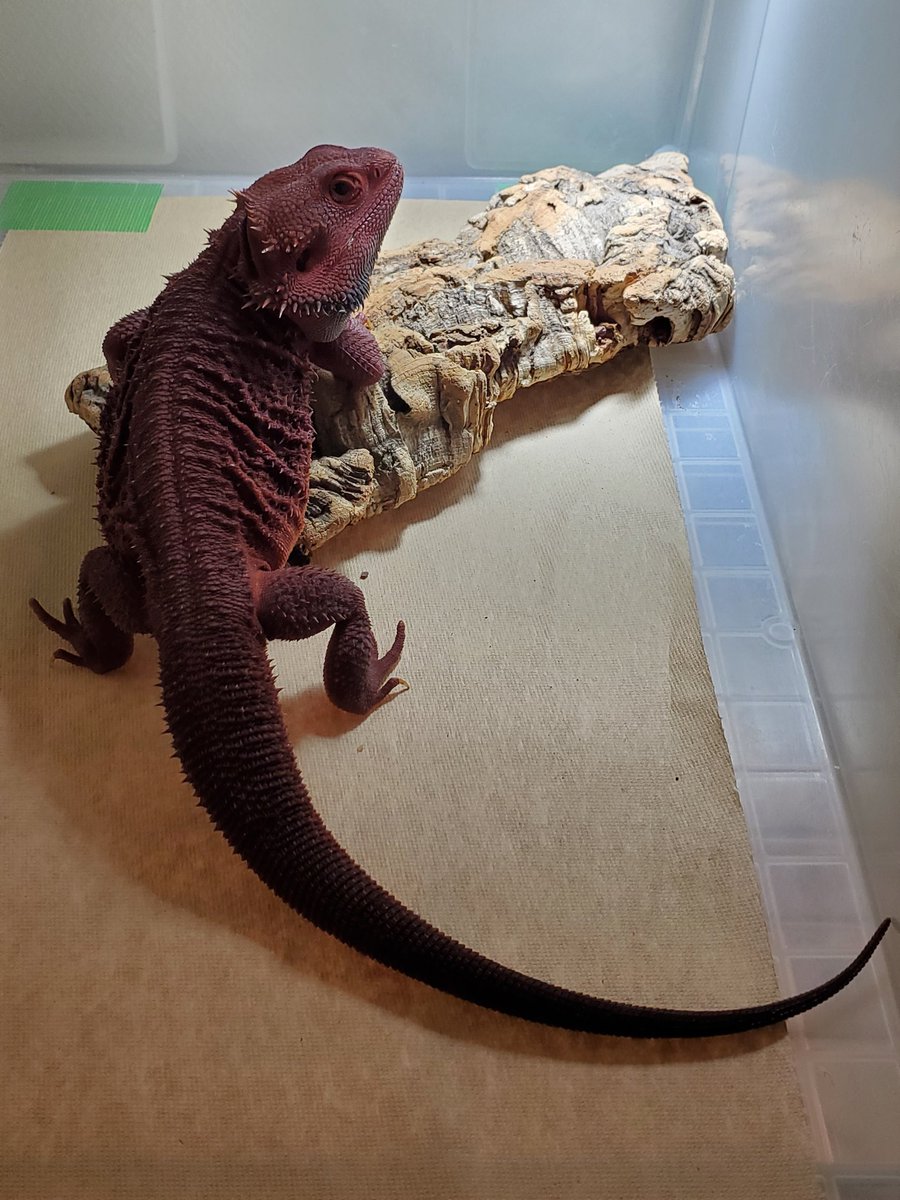 ゼロ🦎 tweet media