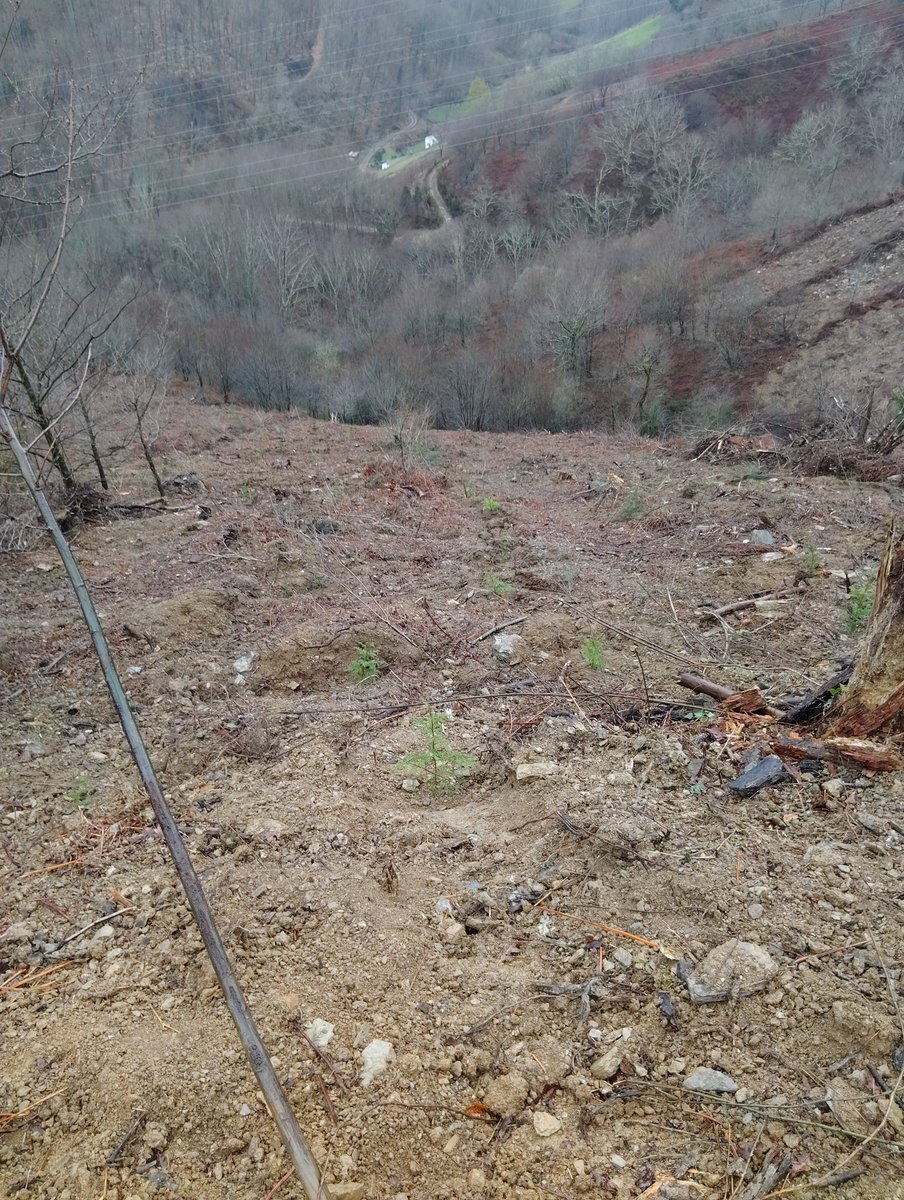 Basozainak / Guarderío de Medio Ambiente tweet media