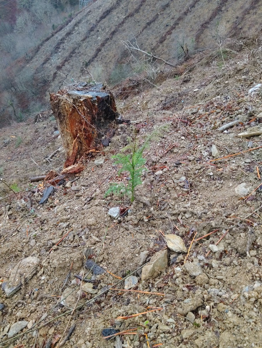 Basozainak / Guarderío de Medio Ambiente tweet media