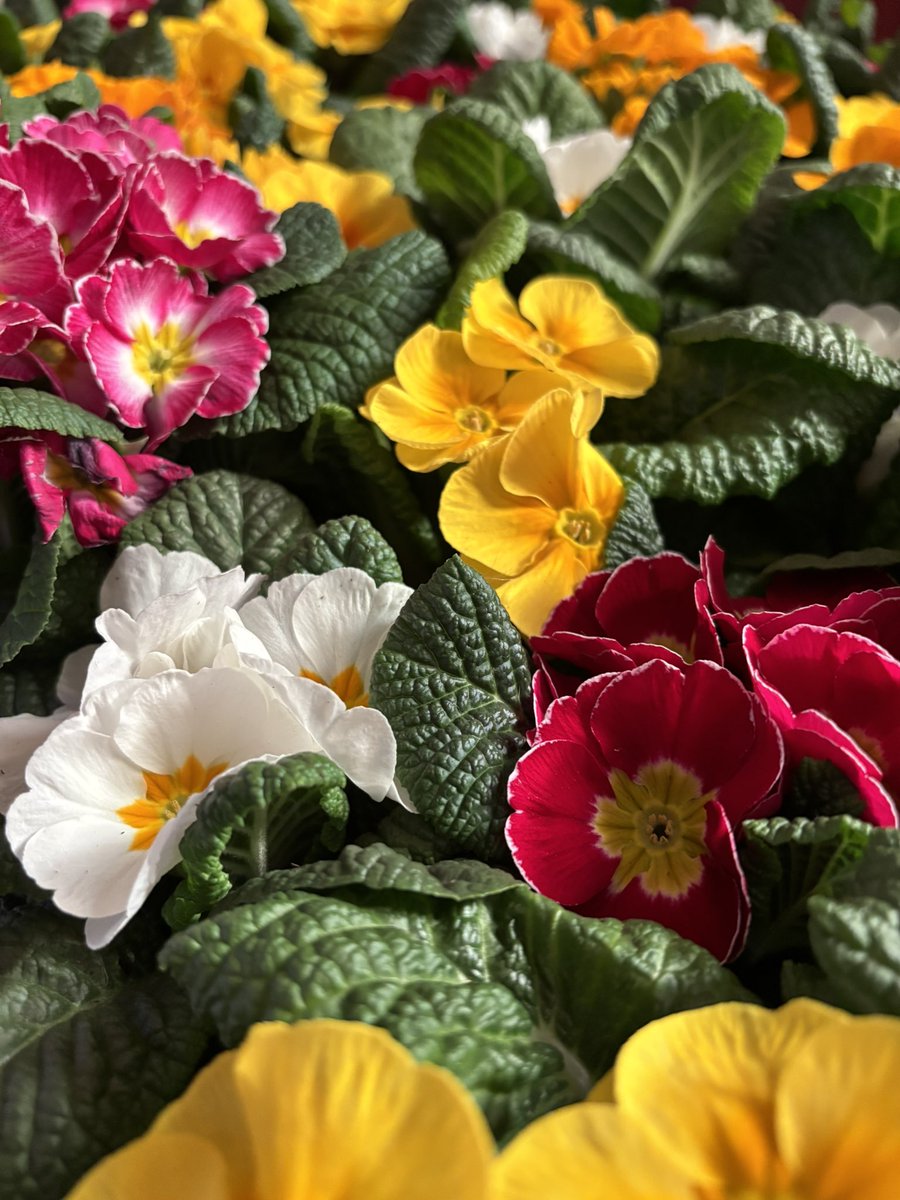 S Saviour's, Splott 🧡 tweet media