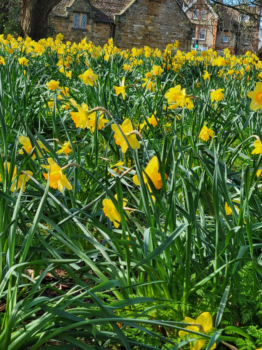 🌱Taffy the Dog tweet media