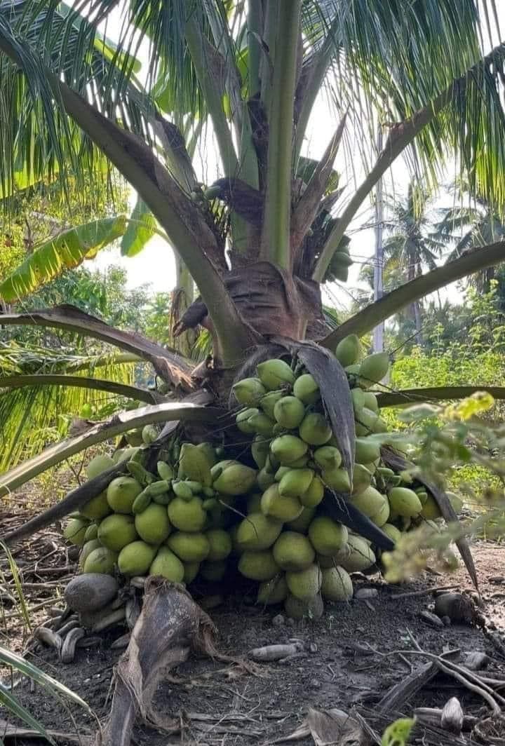 TheMirajMustafa's tweet photo. Clusters of green coconuts growing close to the trunk show nature’s abundance and the beauty of tropical farming.
#CoconutTree #GreenCoconuts #TropicalFarming #NatureHarvest #FarmLife https://t.co/dmgRrrhBr8