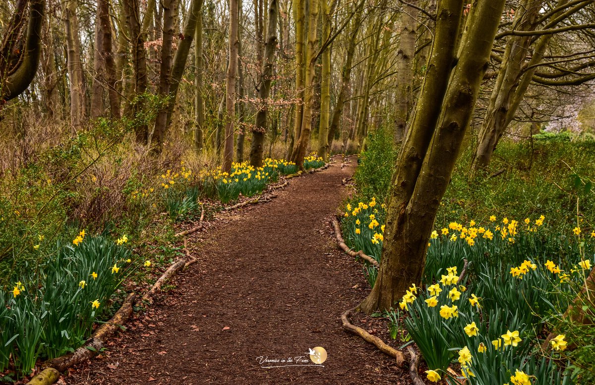 VeronicaJoPo's tweet photo. So many daffodils Anglesey Abbey and Gardens it is truly beautiful, these photos are from earlier this week.
🌼🌼🥰🌼🌼
#daffoldils #spring #daysout 
@AngleseyAbbeyNT https://t.co/9PcAHDxRJk