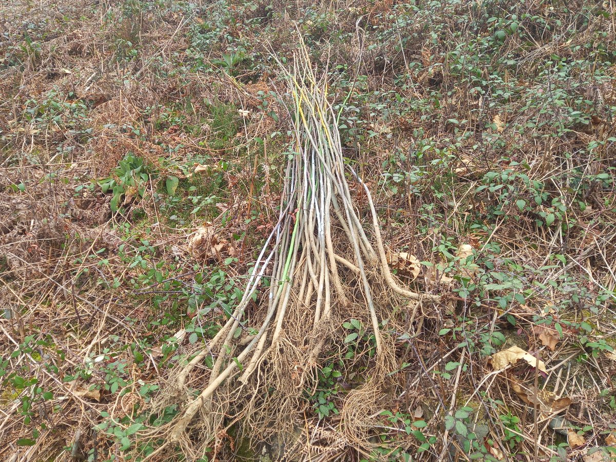 Basozainak / Guarderío de Medio Ambiente tweet media