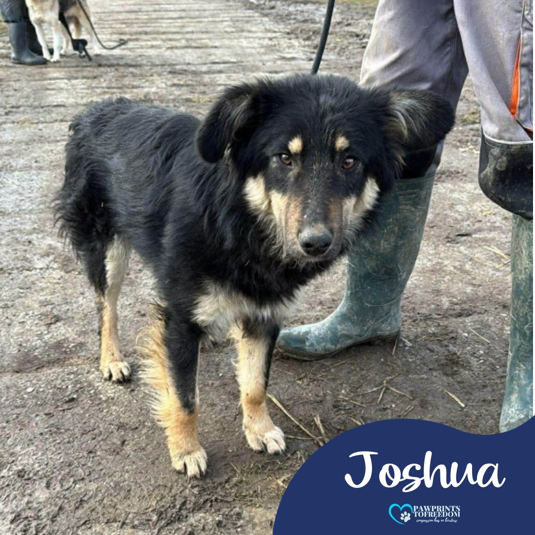 Pawprints to Freedom Rescue๐พ tweet media
