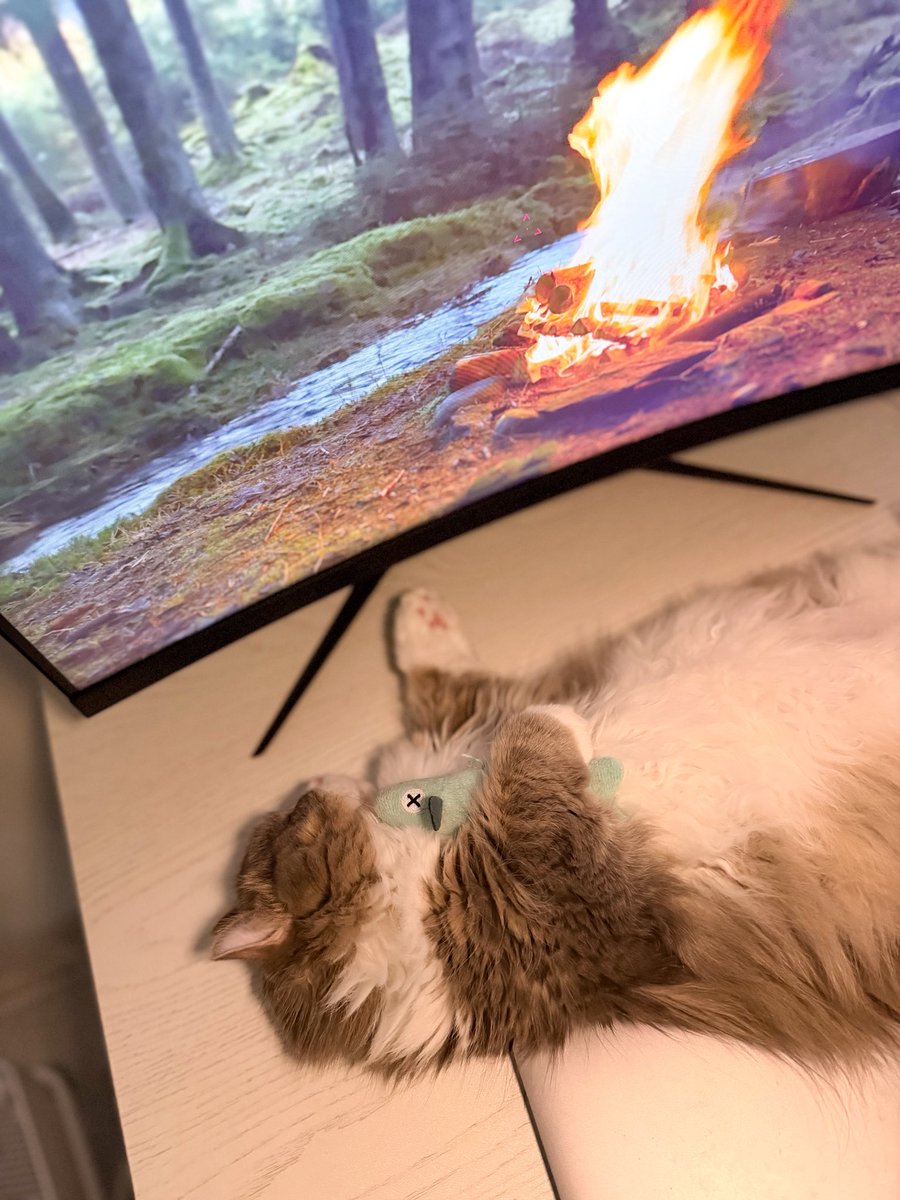 ししゃもとかぼす tweet media