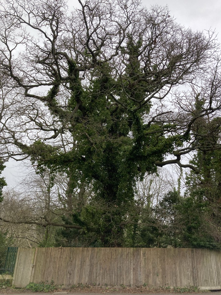 The English Oak Project tweet media