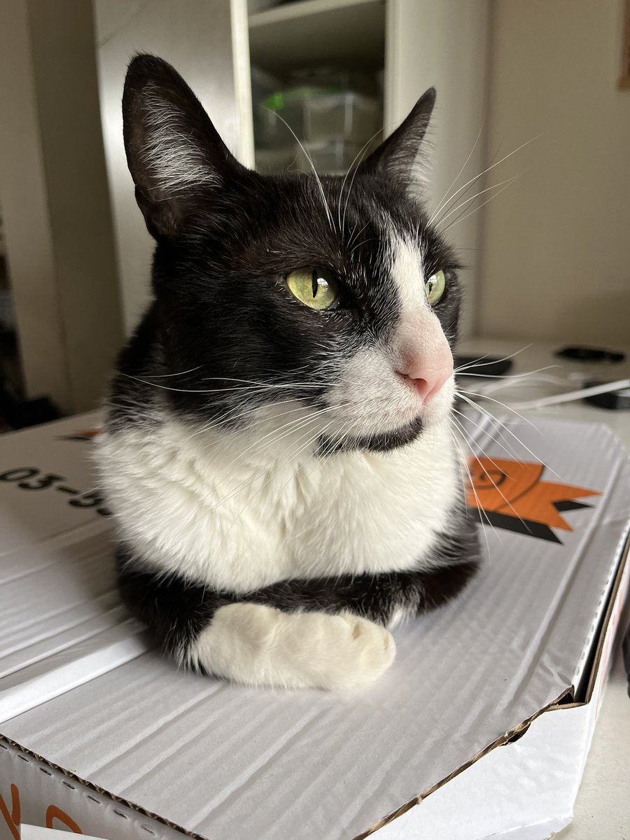 dee homak tweet media