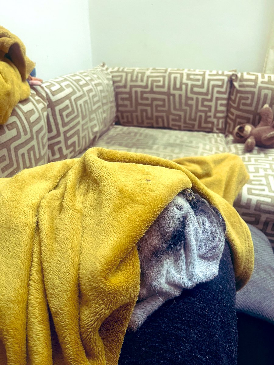 LordPuppyLawyer tweet media