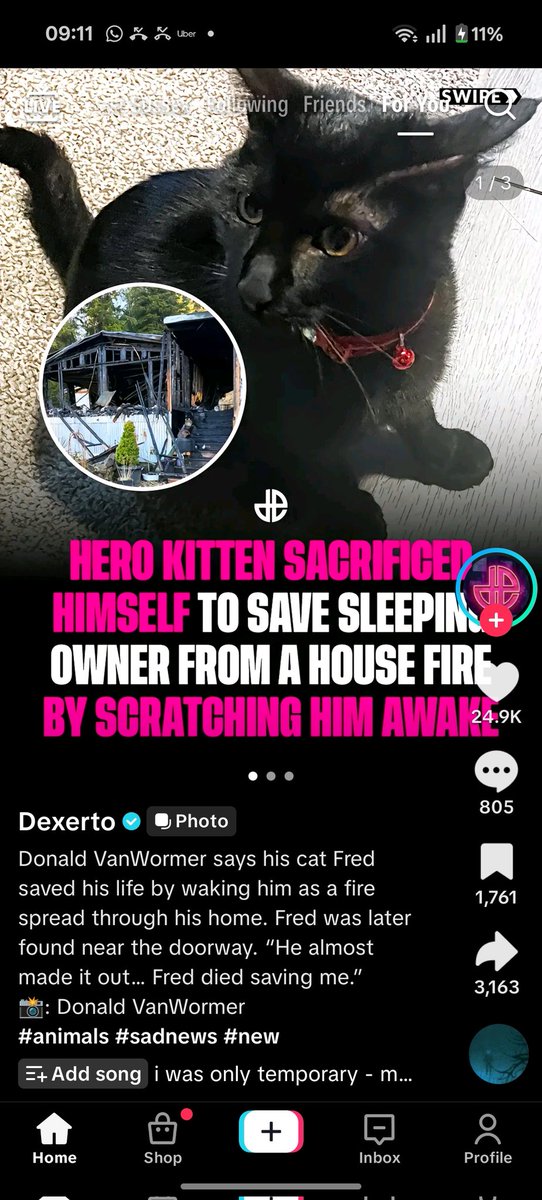 Fred's story is melting the hearts of so many people. Over 250k views on the <a href="/Dexerto/">Dexerto</a> TikTok video already. This little kitten has made more of an impact in his 9 short months on earth. RIP $FRED - you will not be forgotten.
vm.tiktok.com/ZNRHHS4Hn/