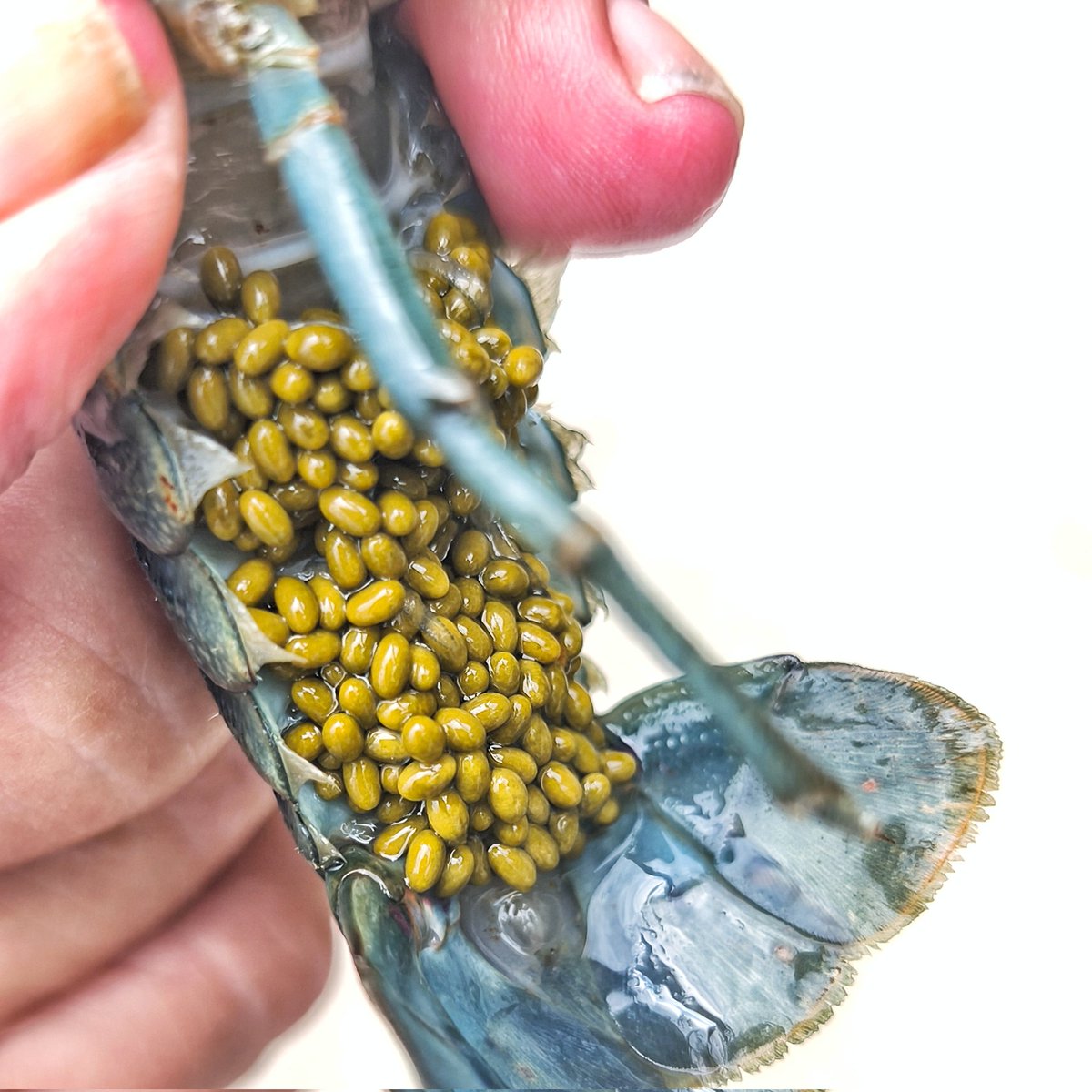 kollonades's tweet photo. Ous de Cherax quadricarinatus femella. La llagosta del llac Toba. #cheraxquadricarinatus #cherax #lobster #indonesian_biodiversity #indonesianbiodiversity https://t.co/cDmqRN0deY