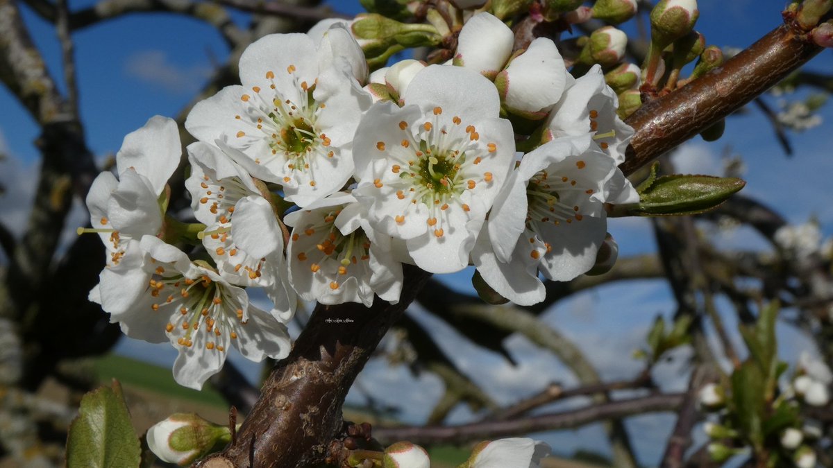 Ana María Herrero tweet media