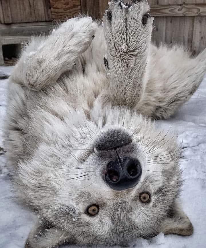wolfempiree's tweet photo. I see you https://t.co/XPXpgVHjfD