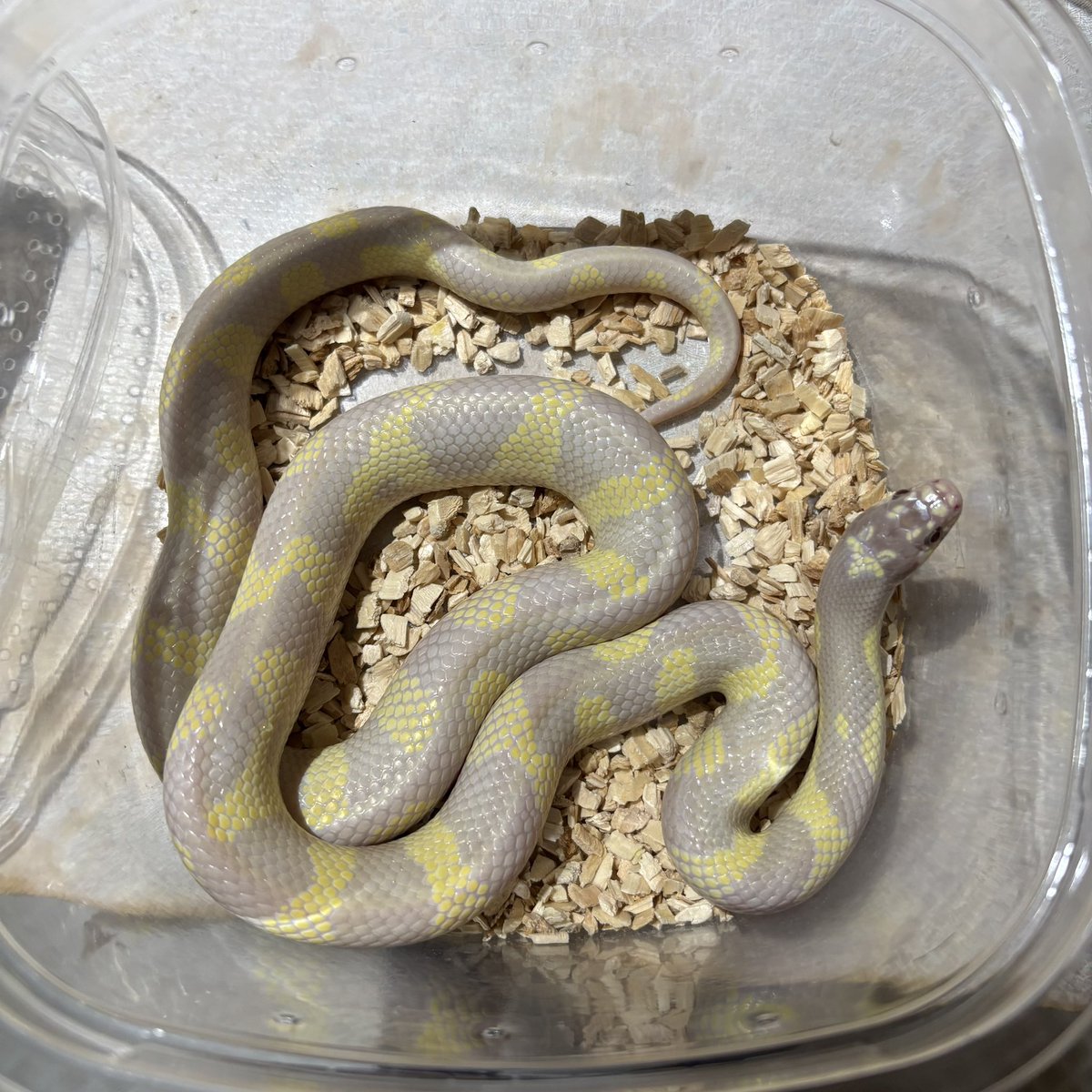 アニマルハウスももれっぷ　3月15日エキスポスーパーアリーナ出店 tweet media