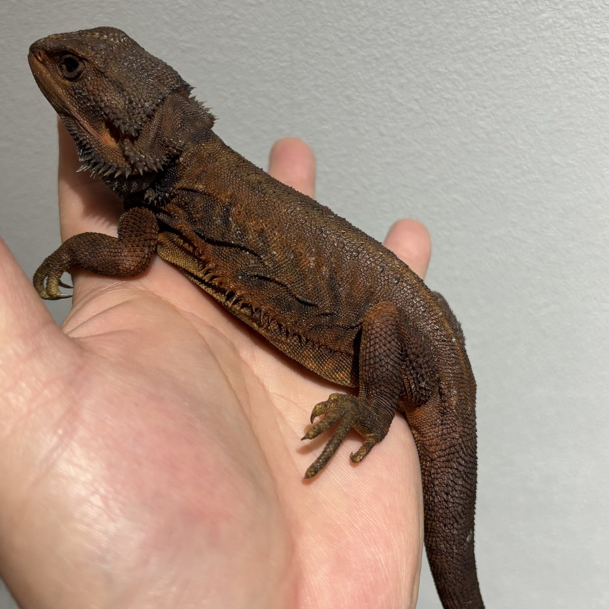 アニマルハウスももれっぷ　3月15日エキスポスーパーアリーナ出店 tweet media