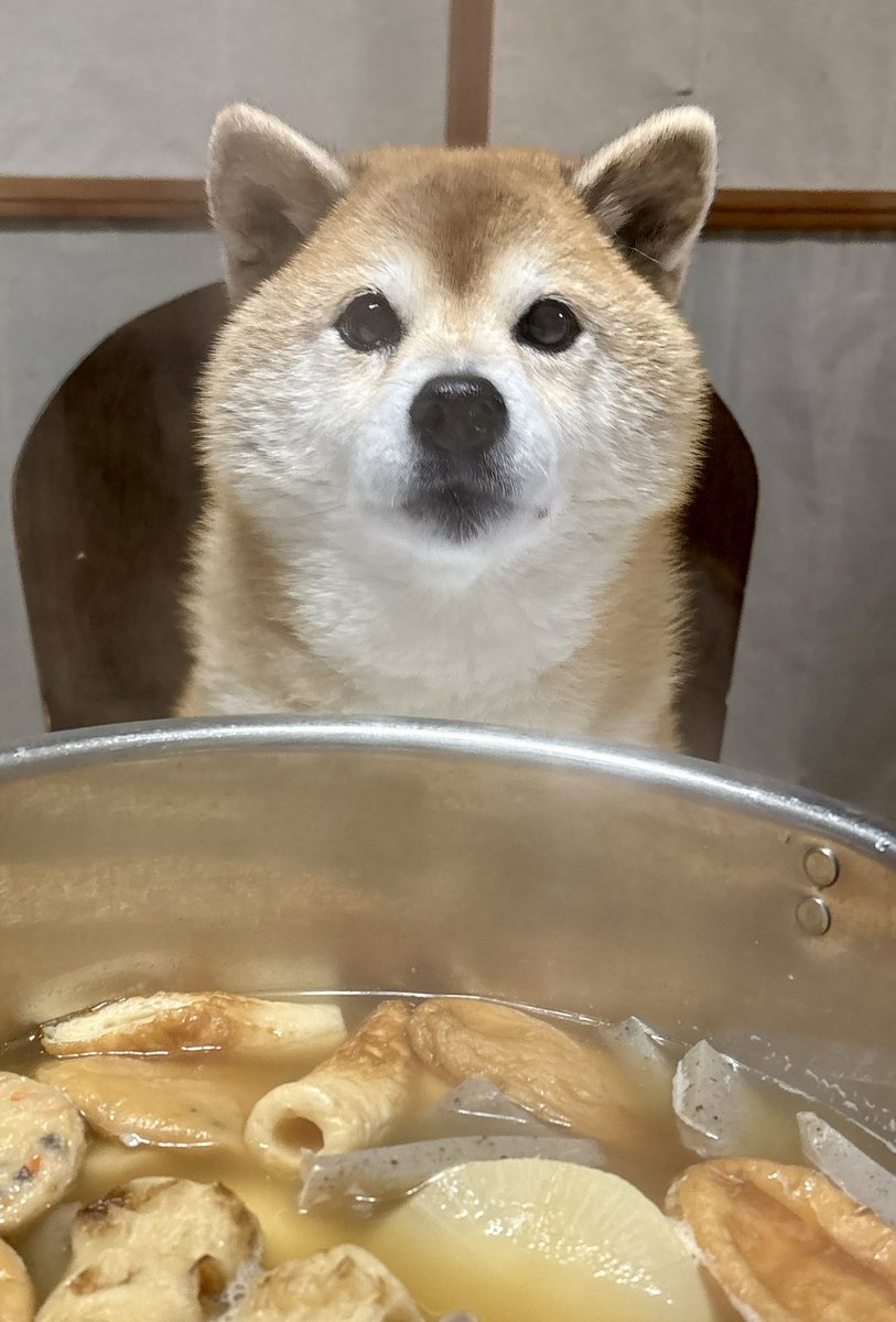 diary09998120's tweet photo. タマゴくださーい🐣✨🐕。
#柴犬 https://t.co/vODcI7NFIj