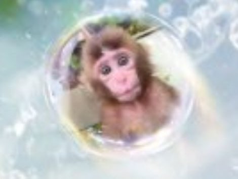 パンチくんのオン眉は最強に可愛い🥰
この表情はずるい🥺💕
#がんばれパンチ #パンチ #Punch #Panchi #パンチくんの大冒険 #オランママ #Punchi #Panch #市川市動植物園 #PunchTheMonkey