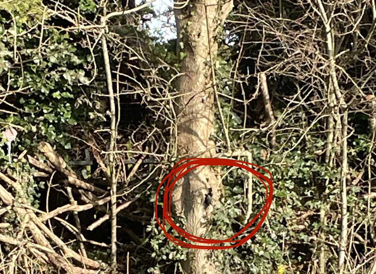 Spotted a great tit checking out the hole in the ash tree. Last year we had a family in there. I wonder if it is the same ones back again.