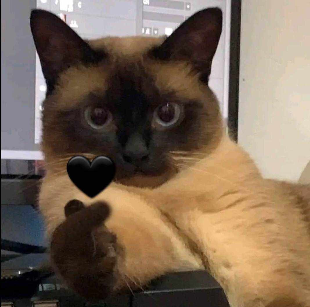 zubat🦇🍉 tweet media