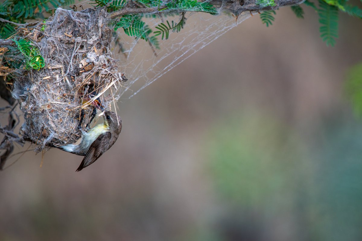 Chick is now showing up.