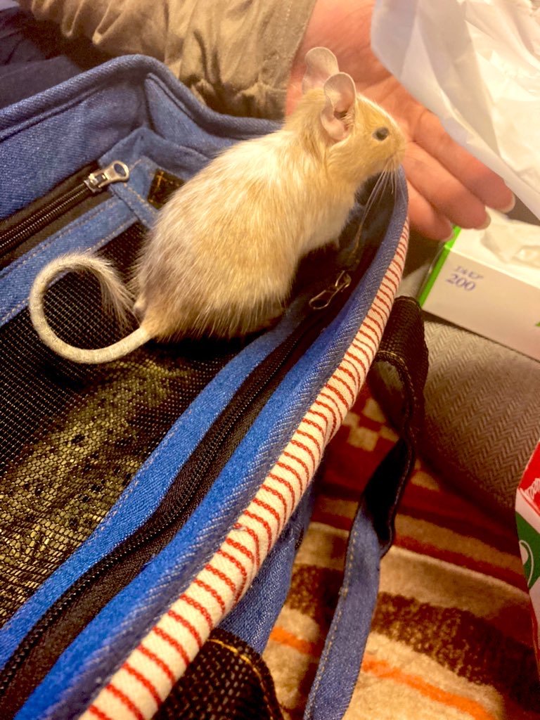 Tirol_degu's tweet photo. おはようございまネズミ

チーちゃんがうちにきた日の写真が出てきました https://t.co/f9yW8oKj6B