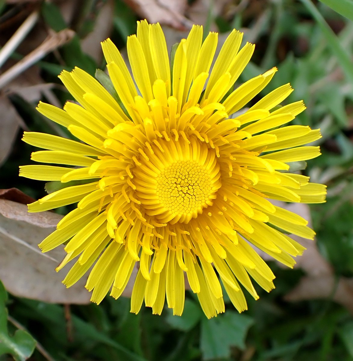 Dandelion Appreciation Society tweet media