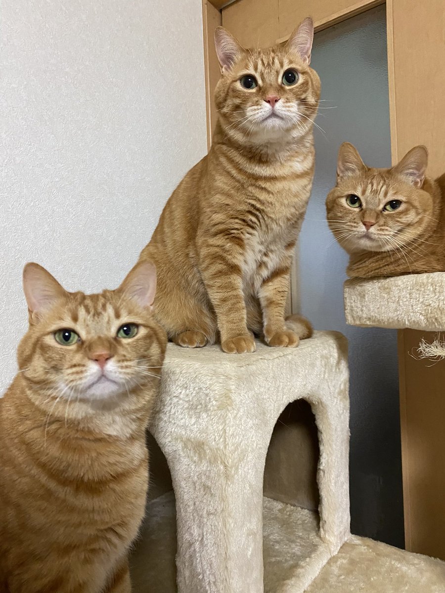 mememimi728's tweet photo. @neko_magazine ねこの名前：クム、ナビ、ミミ
飼い主の名前：めーちゃん

#春のねこまつり2026 https://t.co/m3vGDHA78j