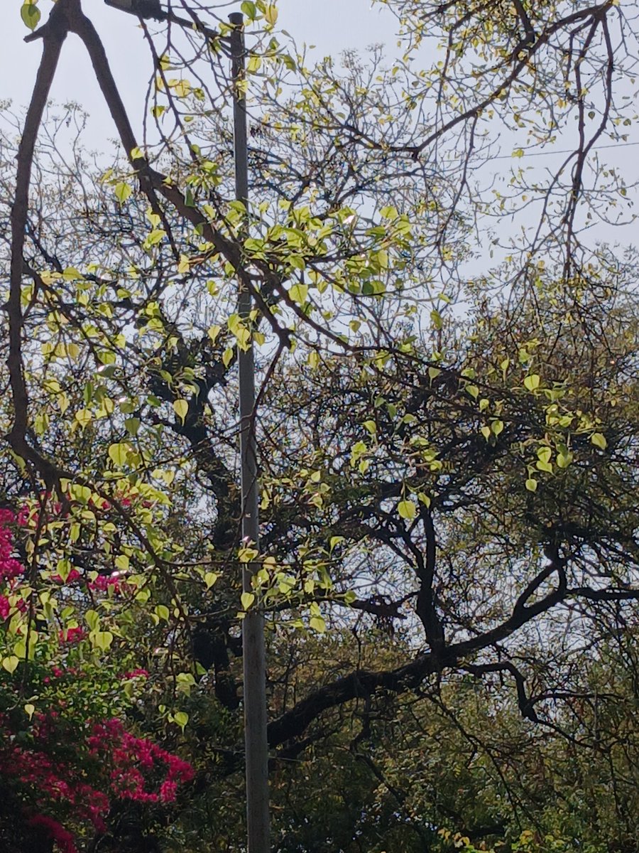 nivedita_Him's tweet image. Sunlit ... backlit ... peepal tree 

#Delhi #Leaves