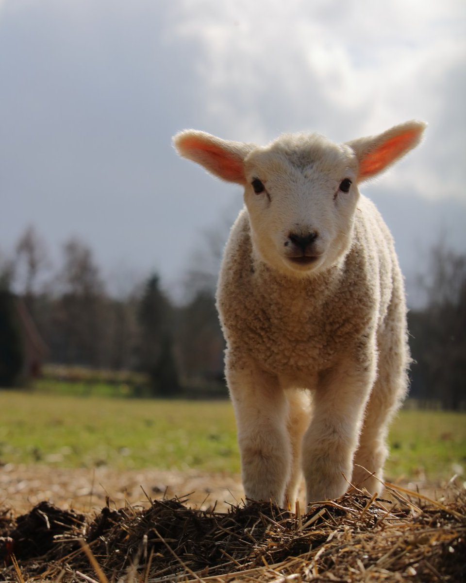 Goodyear Farm Tires Europe tweet media