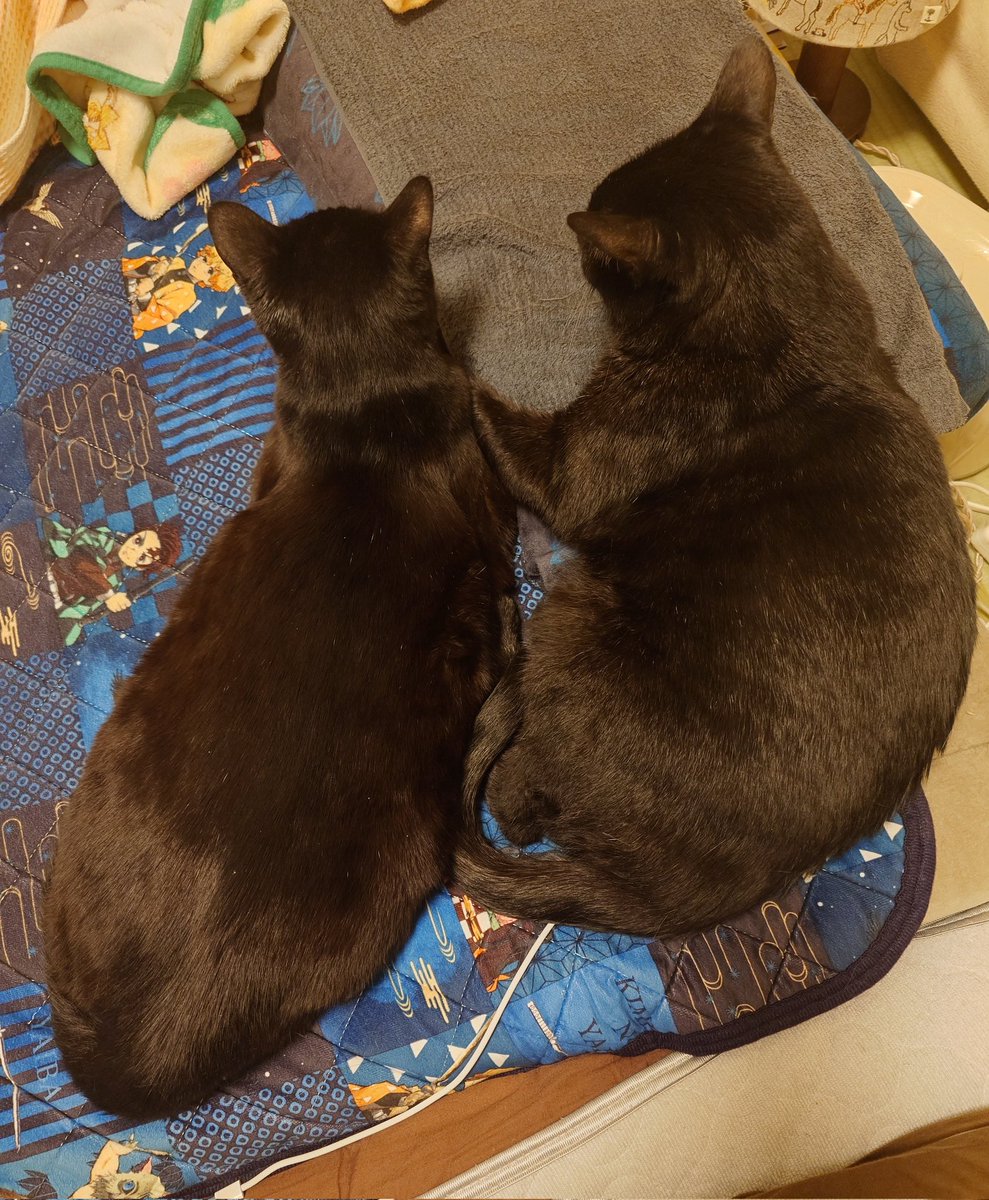 NoRi/ImpCats@GVB tweet media