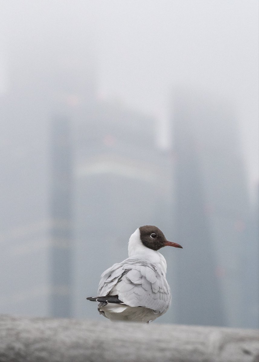 Brian Gallagher tweet media