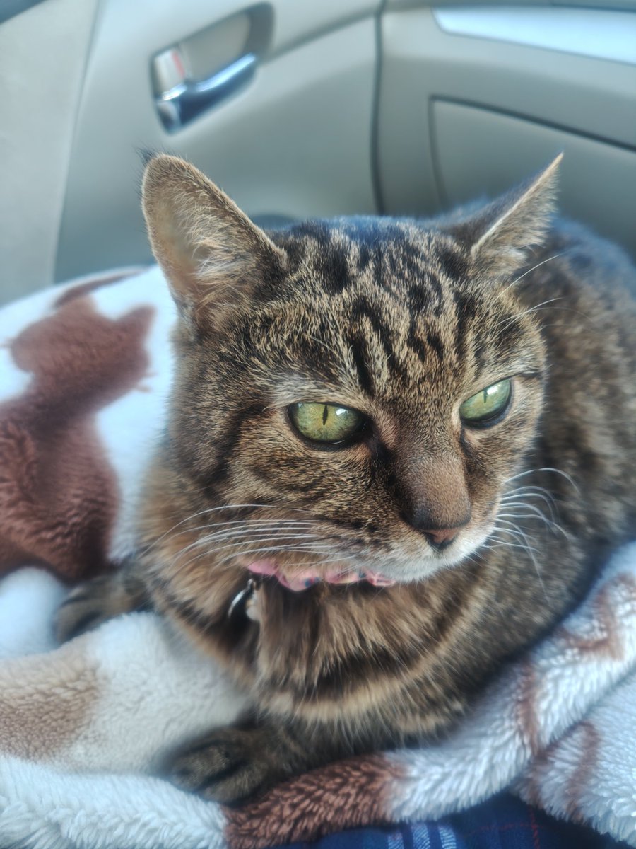 けいにゃん＆工房高原の露（ロスマリヌス） tweet media