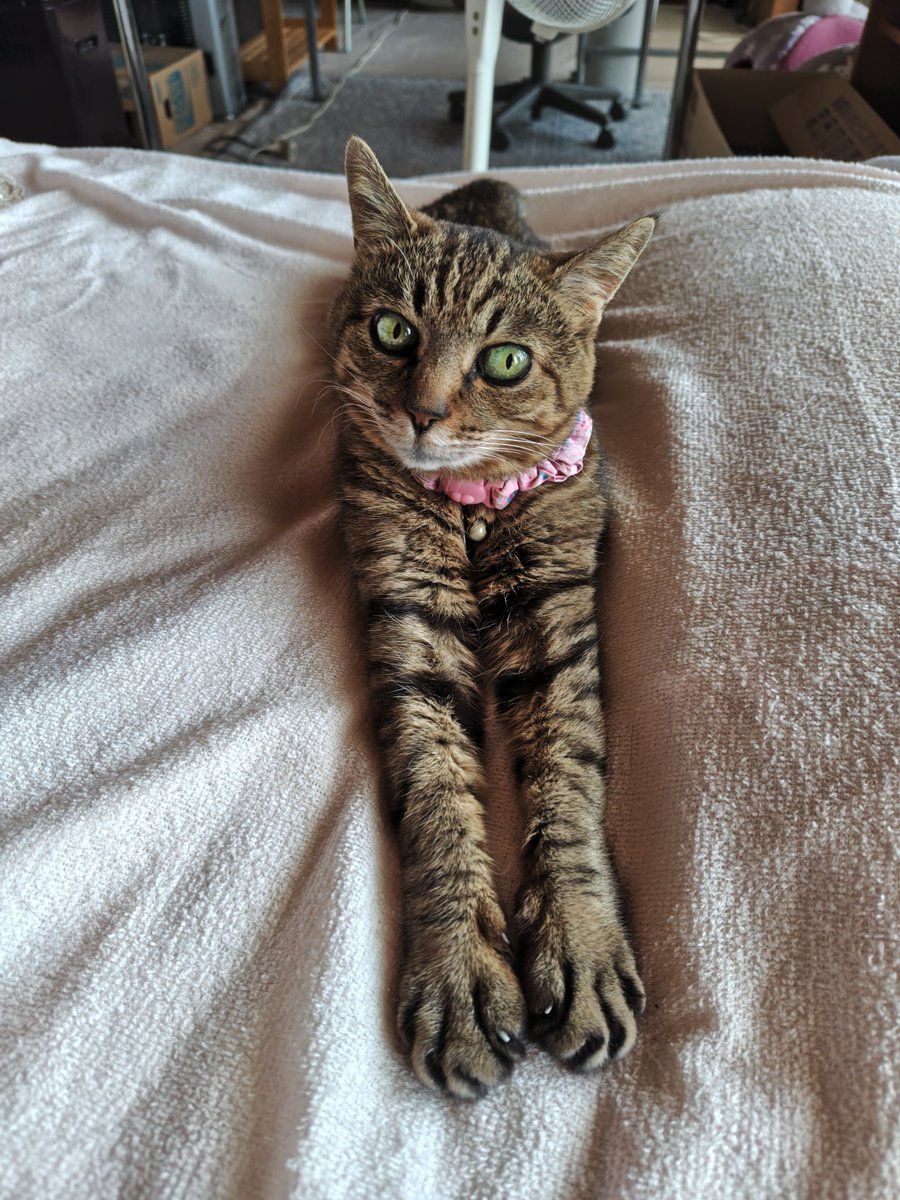 けいにゃん＆工房高原の露（ロスマリヌス） tweet media