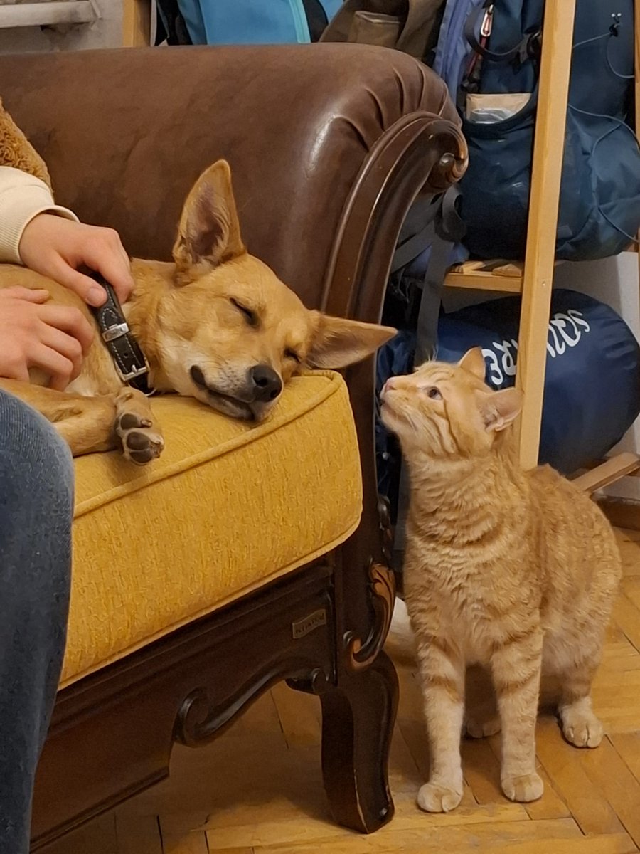 Lily'yi iki haftalığına geçici yuvalığı deneyimlemek isteyen iki güzel insana bıraktık. Bize geçici yuva olmak istediklerini söylerken "sizi dinlendirmek istiyoruz" dediler. Bu öyle değerli bir cümleydi ki minnetimi kelimelerle tarif edemem. Bu sayede iki yıldır görmediğim ailemi