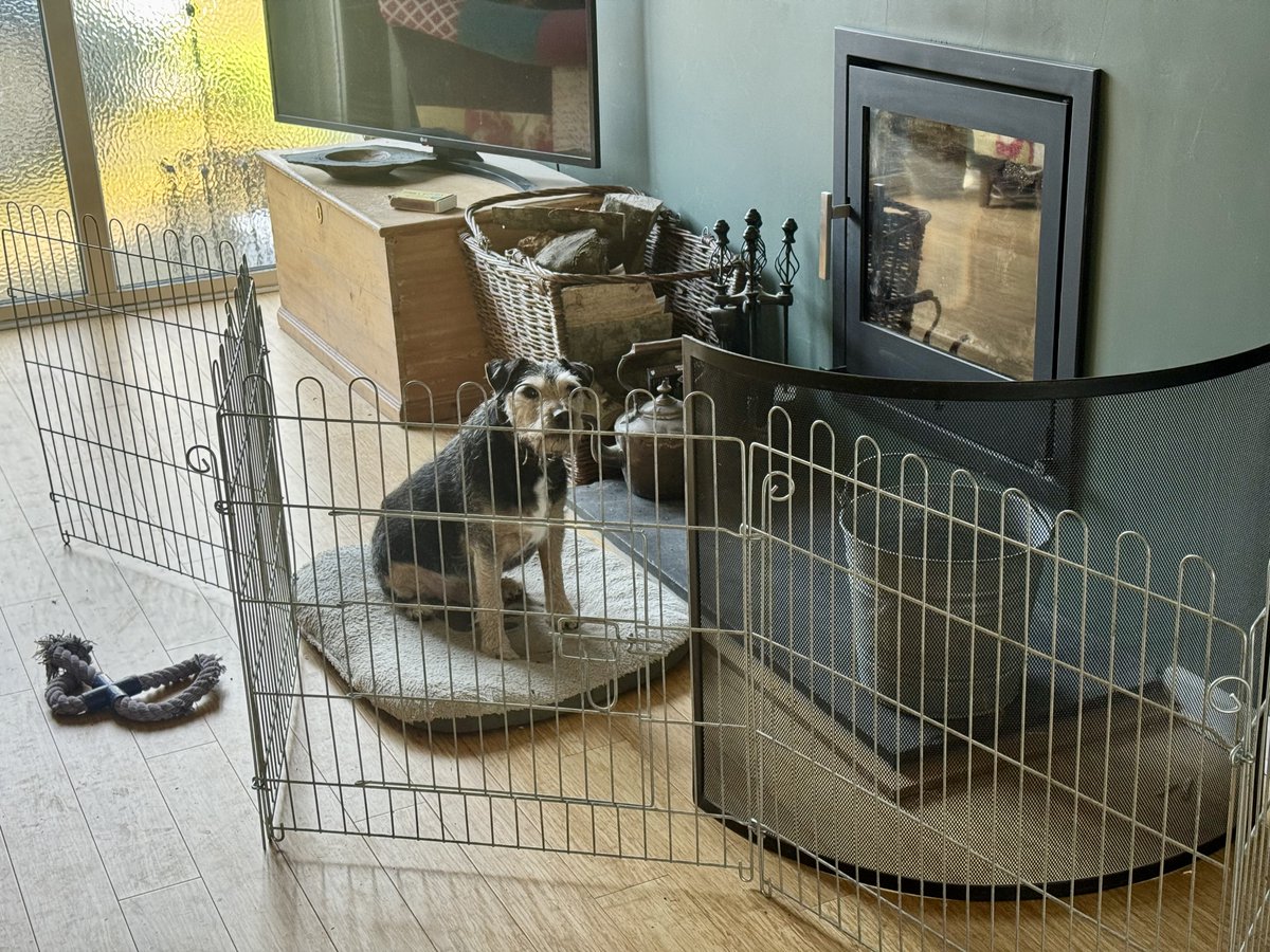 Ralf Bat 🦇 Dog & Margo (Moo) tweet media