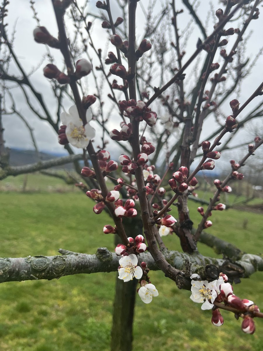 RH 🍀🚜🐮 💛💙 🤡 😇👿 🥂 tweet media