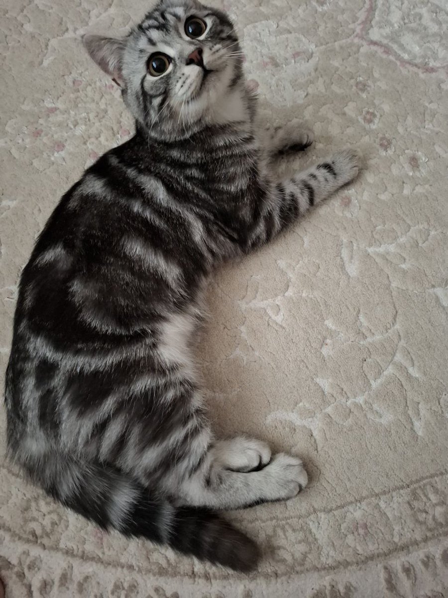 olyapka (Proud Ambassador of Barsik) tweet media