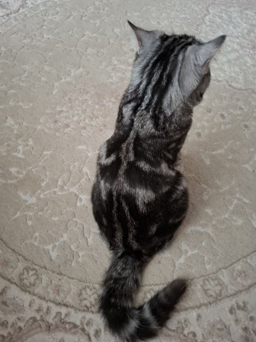 olyapka (Proud Ambassador of Barsik) tweet media